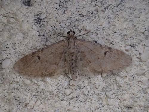 Réf. 322 775 : Eupithecia sp.